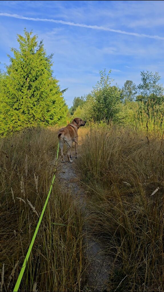 Boomer the dog paused on hiking trail looking into the distance