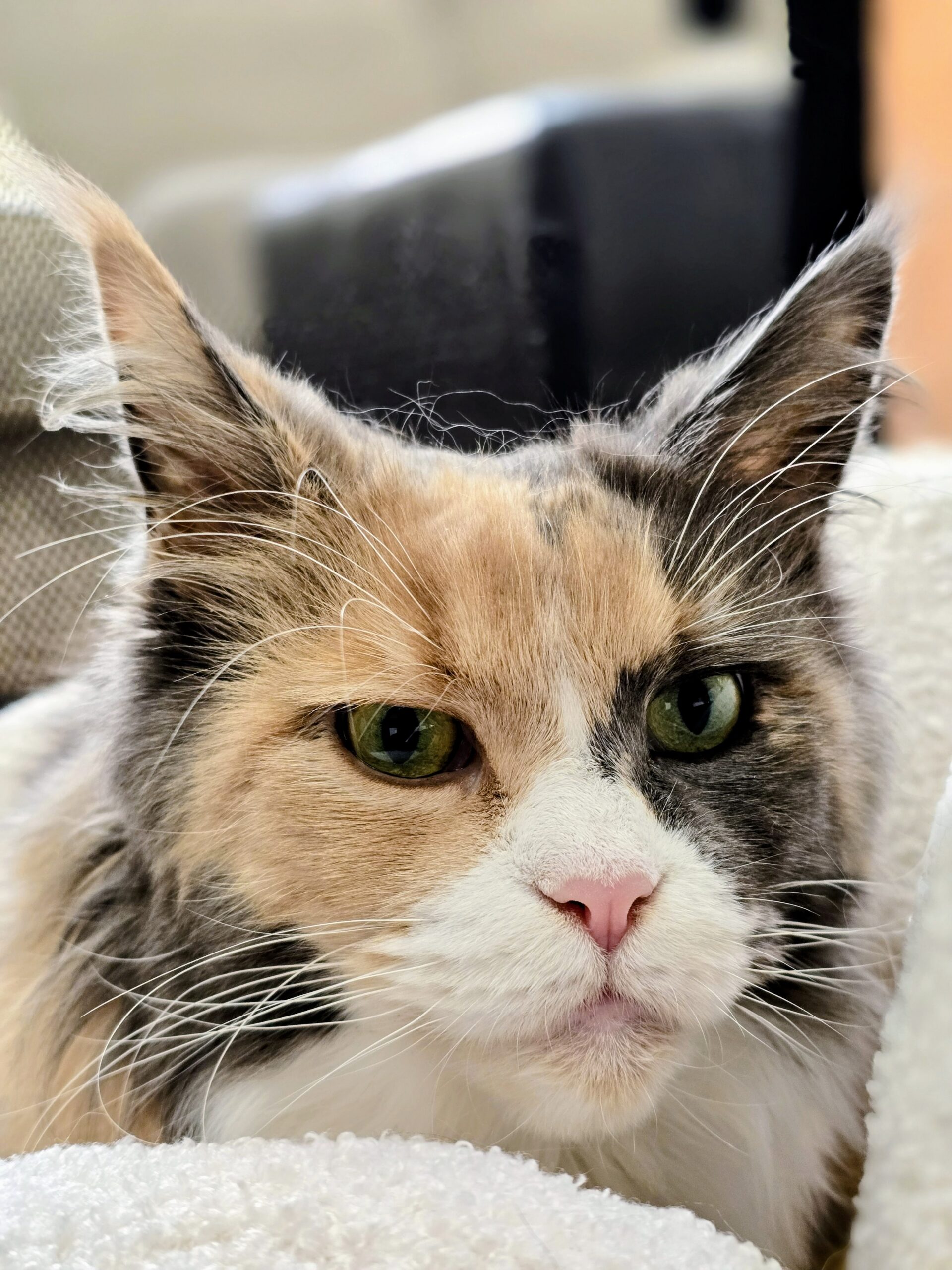 Close-up photo of Penelope the cat's face