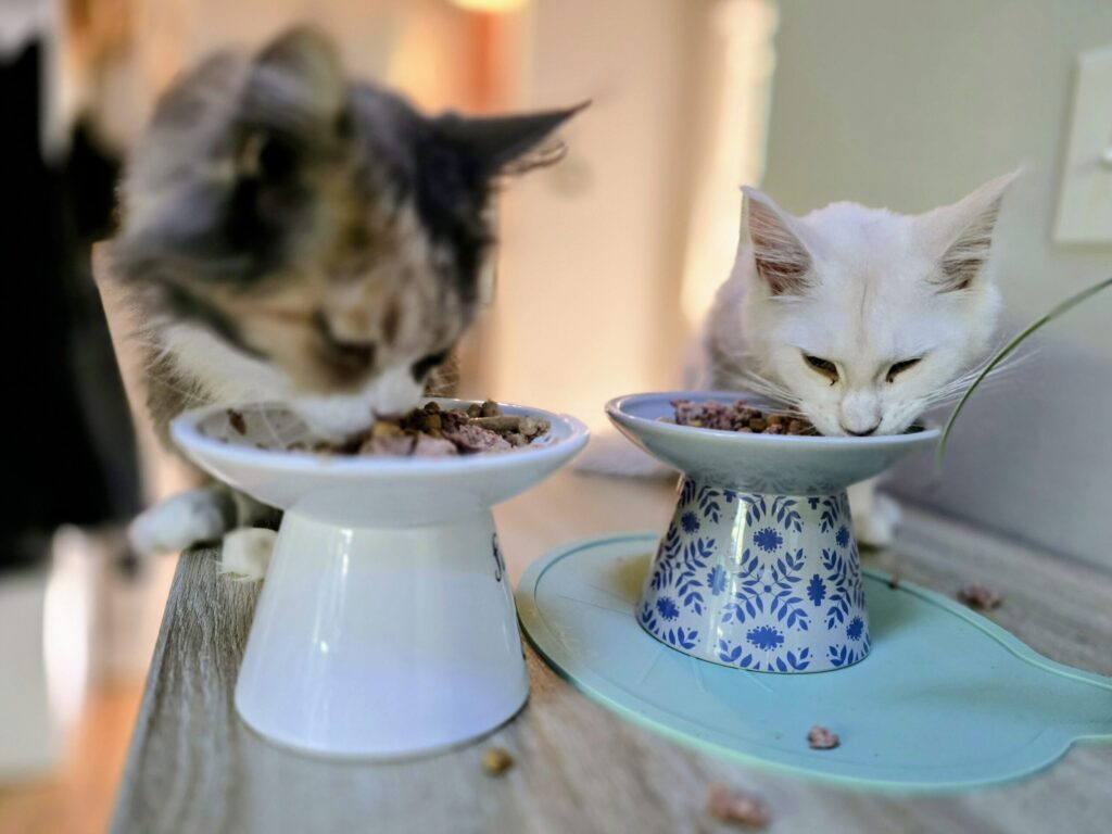 Two cats eating side by side from their food bowls