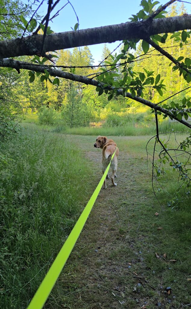 Boomer the dog looking back at camera during outdoor nature walk