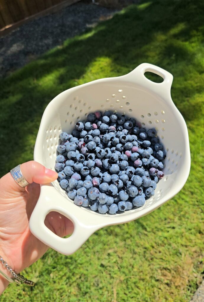 Fresh blueberries picked from the garden in a white colander, showing a dog-safe fruit option for dogs like Boomer.