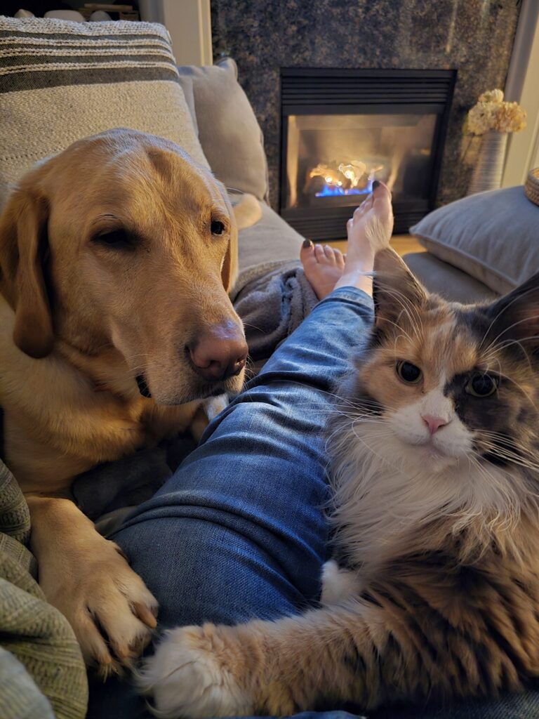 daily routines with your pet during calm evening rest at home