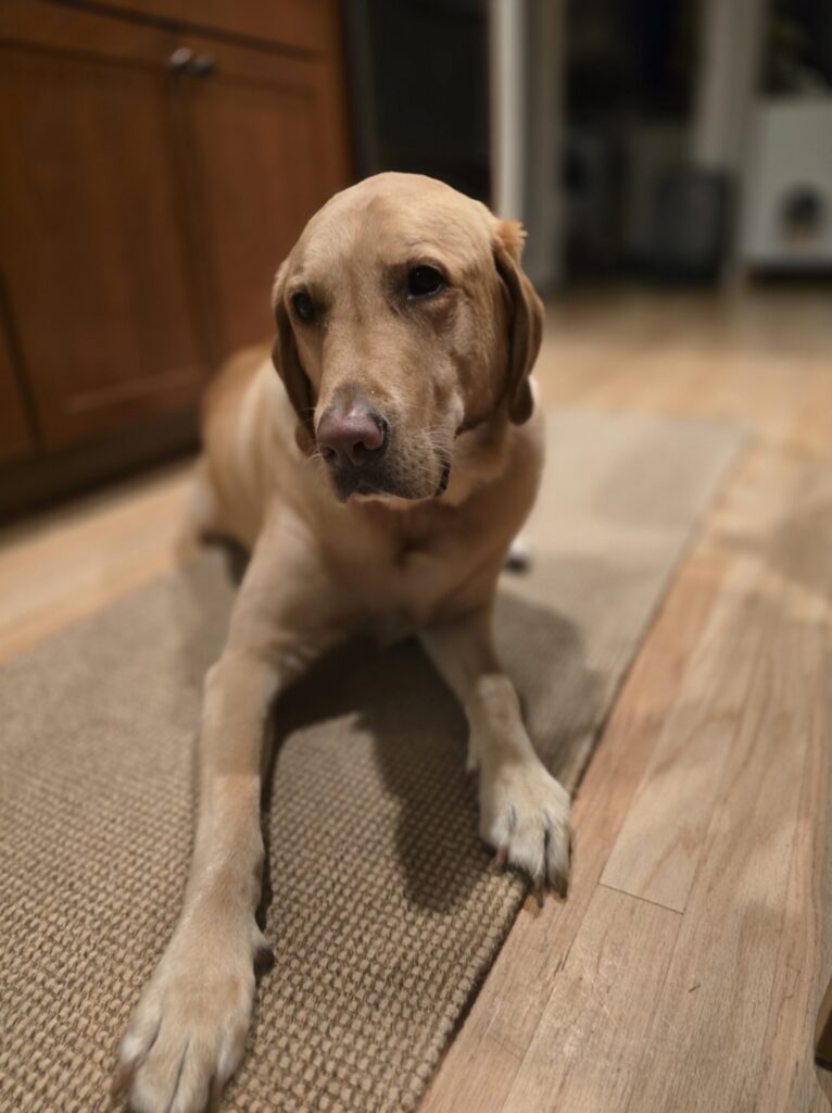 Dog resting on a kitchen floor in a clean living, pet-friendly home