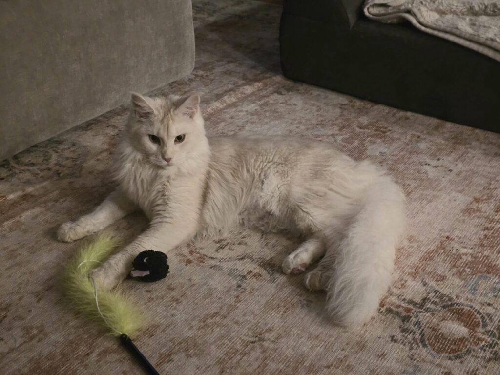 daily routines with your pet during calm evening playtime at home