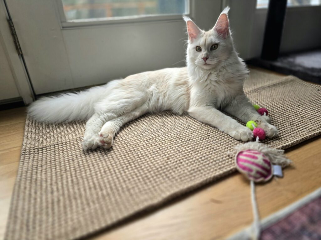 White kitten playing indoors on a rug during winter
