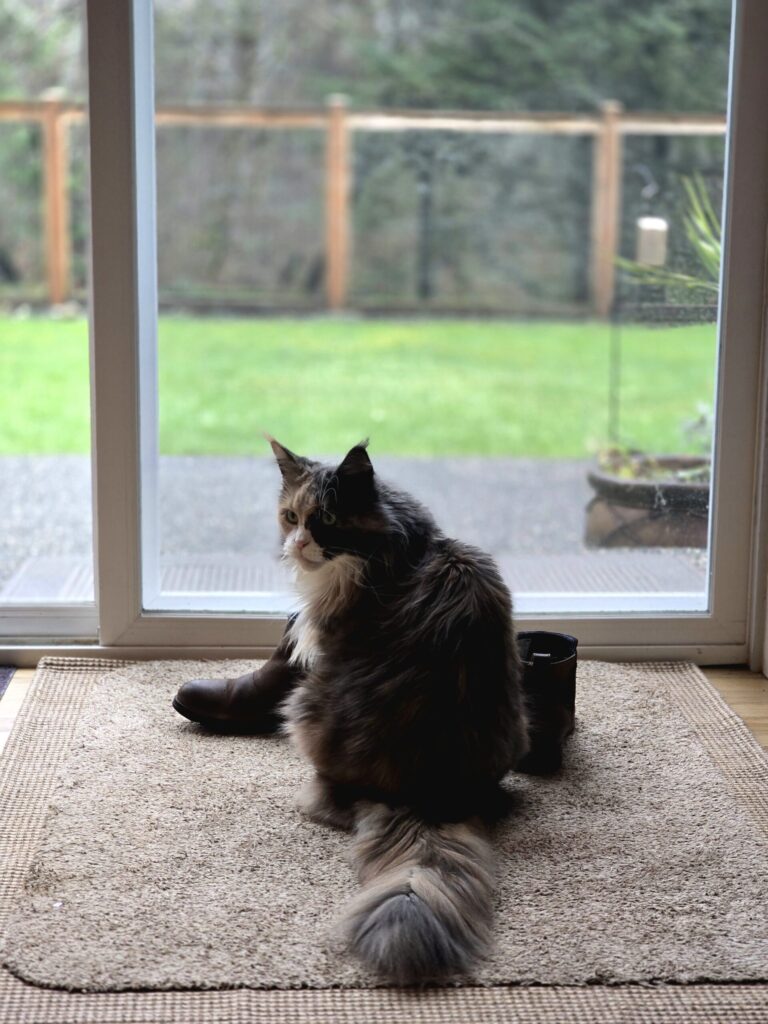 Long-haired cat sitting indoors and watching outside through a glass door in winter