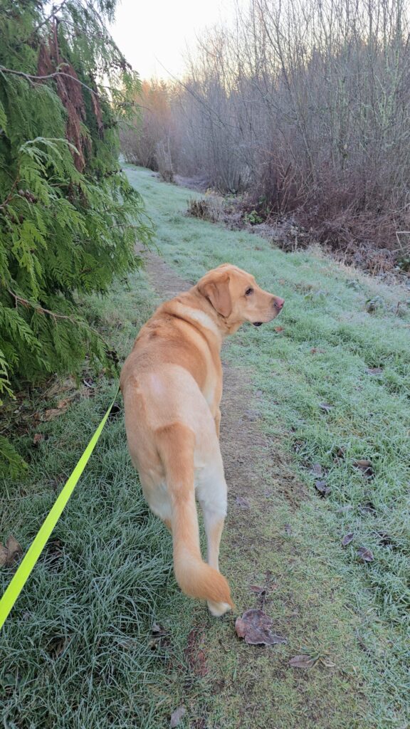 Winter wellness for dogs and cats shown through a Labrador walking on a frosty winter trail
