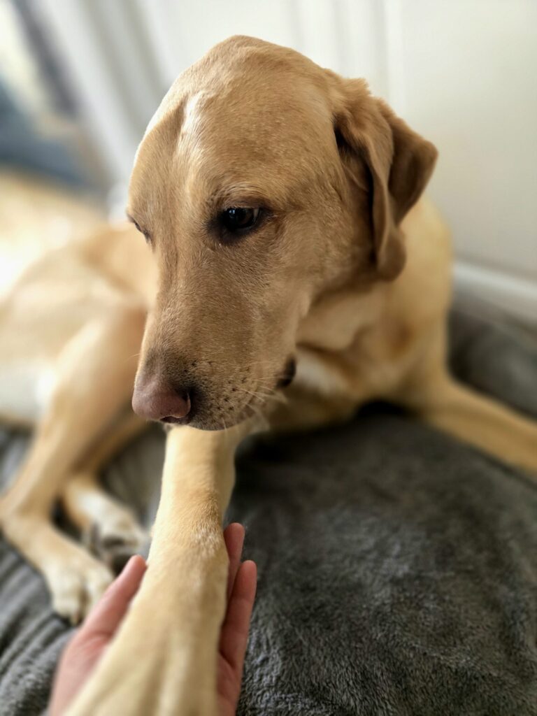 Hand holding a dog’s paw, showing everyday contact and care between a pet and their owner.