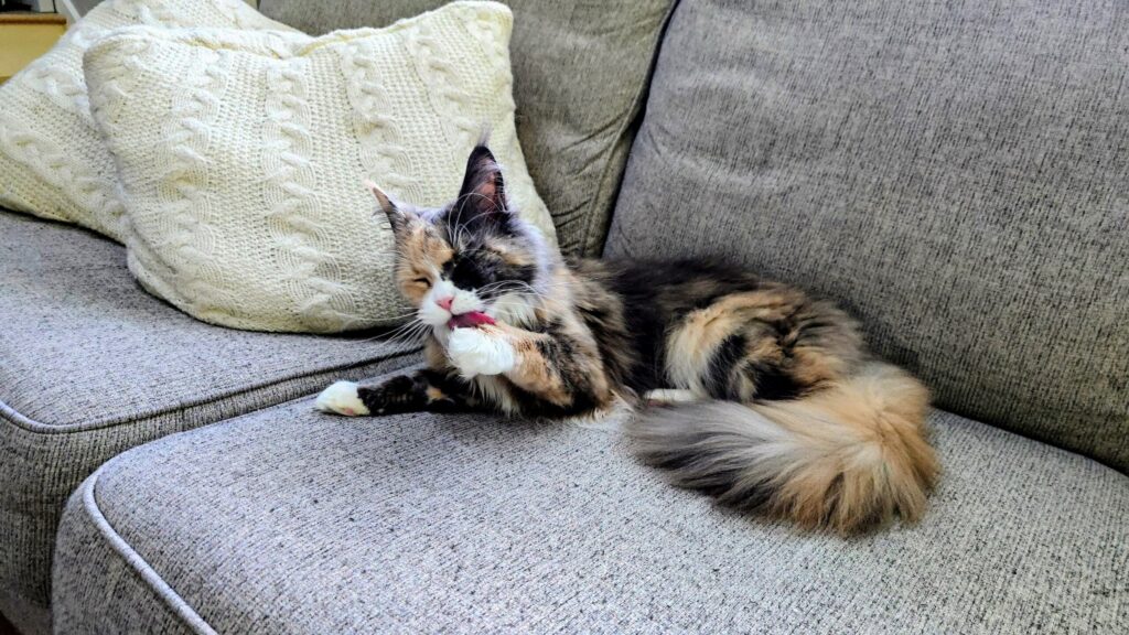 Cat grooming by licking her front paw while resting on a couch in a pet-safe home