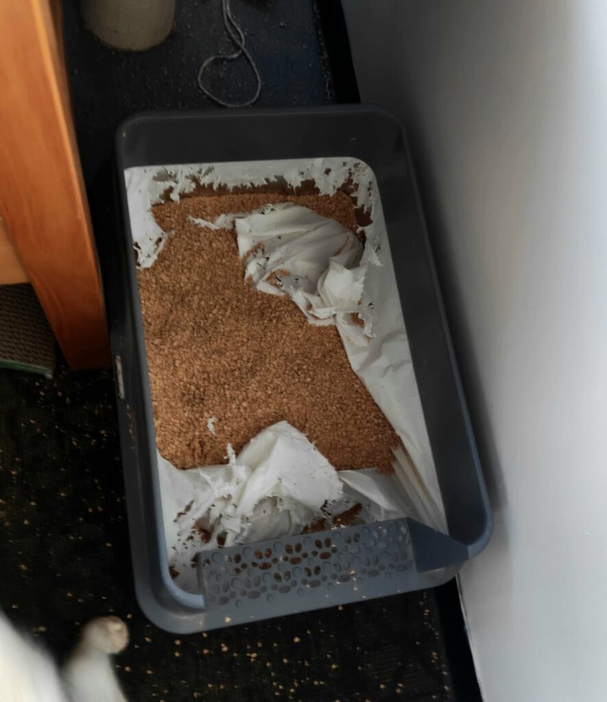 Shredded litter liner in a dorm room after a failed attempt at easier litter cleanup