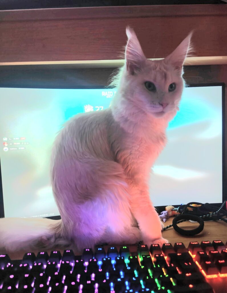 Emotional support cat resting near a laptop in a college dorm room