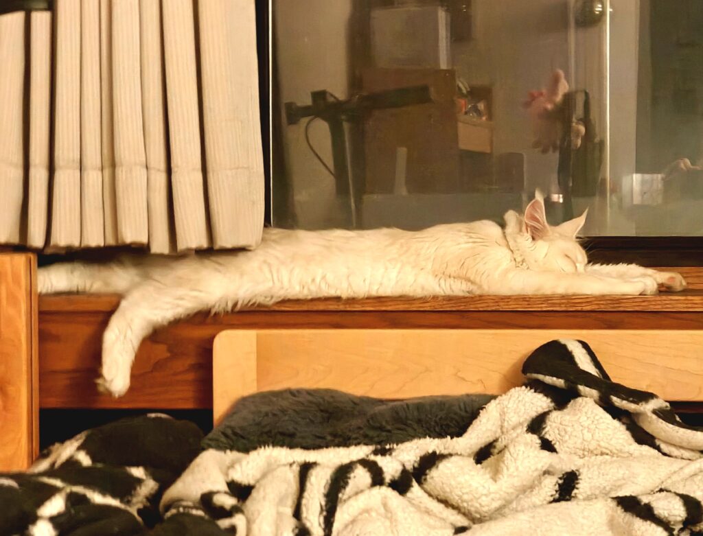 Maine Coon cat sleeping stretched out on a dorm room windowsill