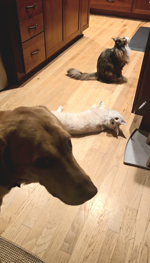 daily routines with your pet as a dog and two cats wait together for their nighttime treats