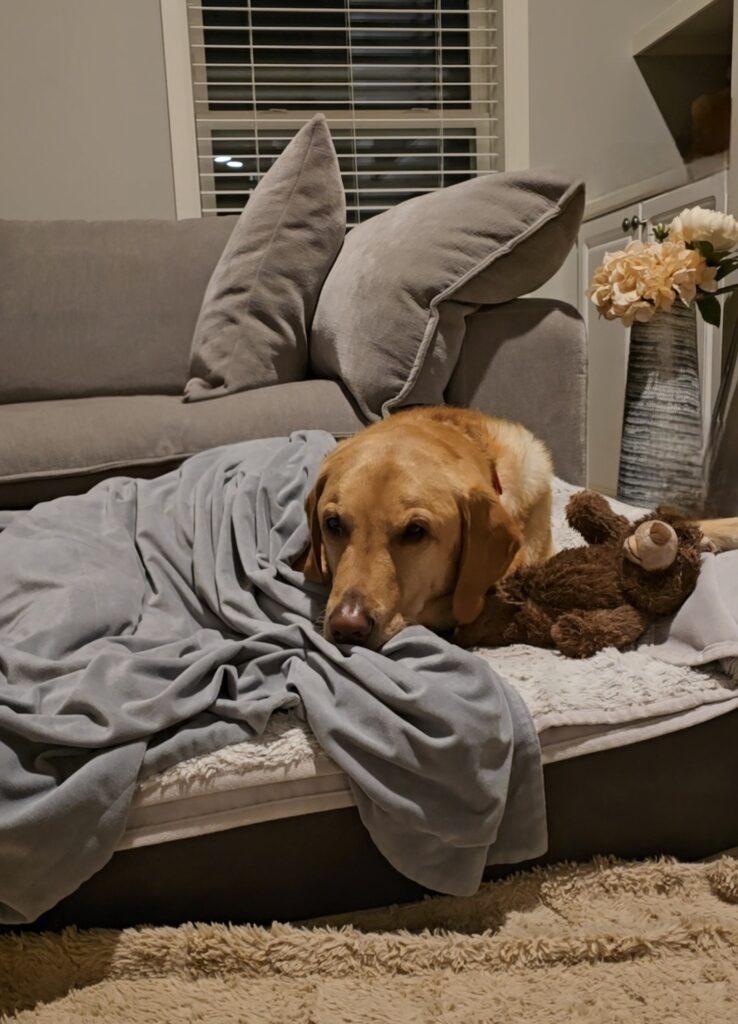 Yellow Labrador resting on a dog bed under a blanket with a stuffed toy in winter