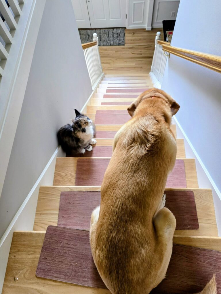 daily routines with your pet as a dog and cat greet each other on the stairs before a morning walk