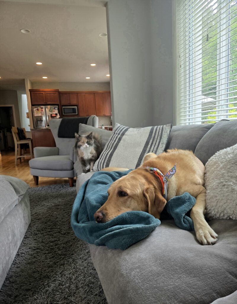 Golden retriever resting on a couch with a Maine Coon cat nearby, showing proximity and presence as part of understanding your pet’s love language.