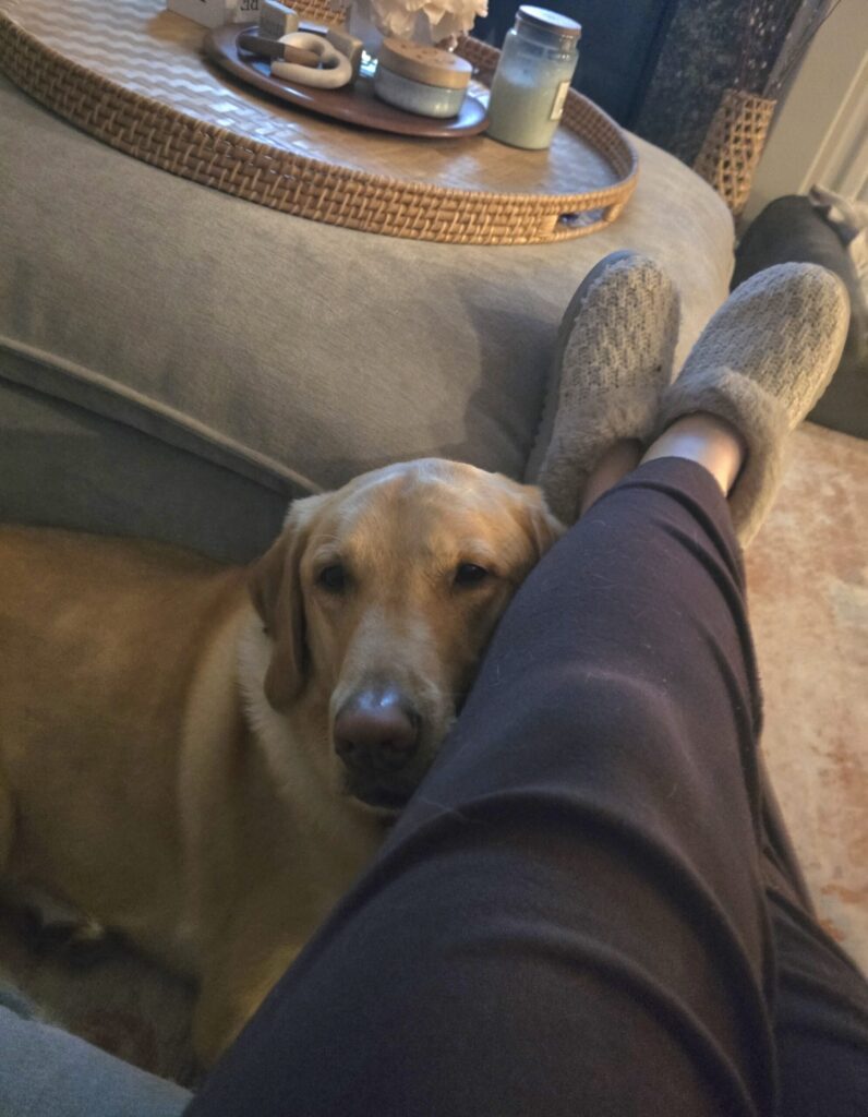 Yellow Labrador resting his head gently on his owner’s leg as a quiet sign of affection and trust.