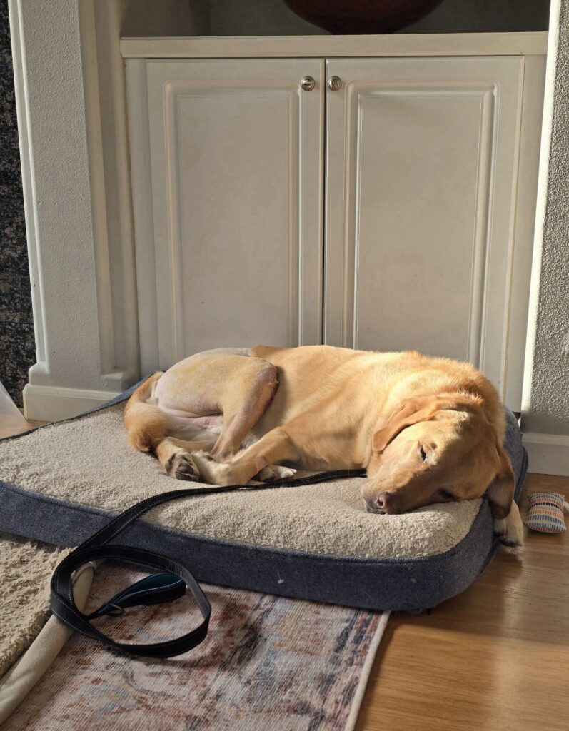 Yellow Labrador resting on an orthopedic dog bed with leash nearby during crate rest, part of TPLO recovery essentials after surgery.