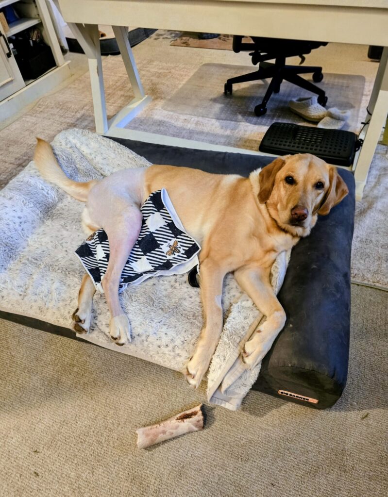 Boomer the yellow lab resting with an ice pack after surgery while his owner works nearby at her desk