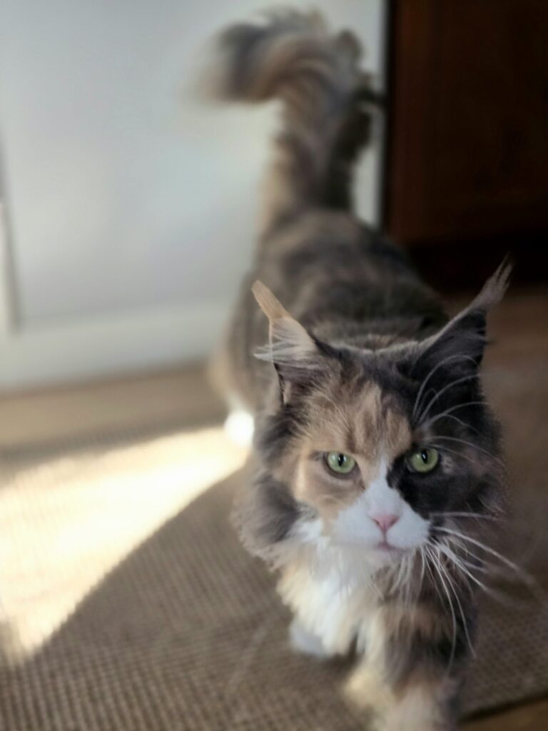 Maine Coon cat walking toward her owner with bright green eyes, showing affection and proximity as part of a cat’s love language.