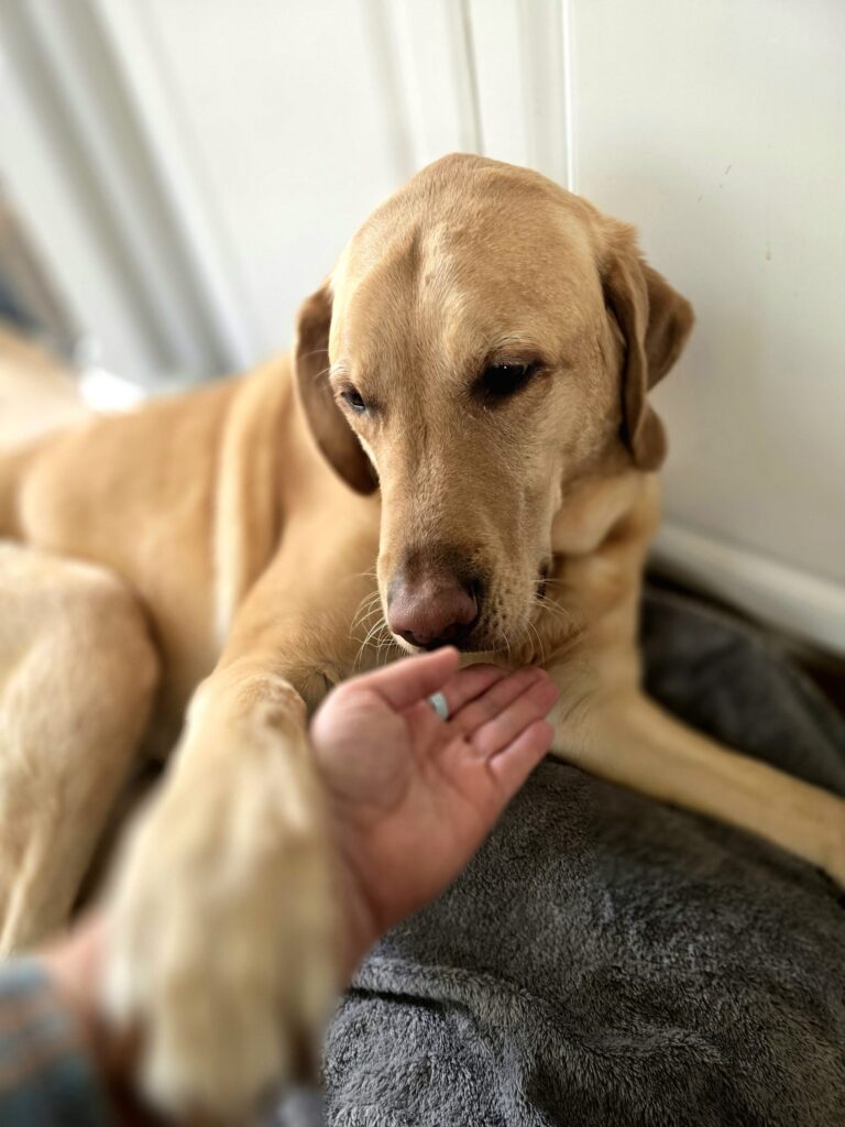 Boomer the yellow Labrador resting his paw on his ownerโs hand in a quiet moment at home