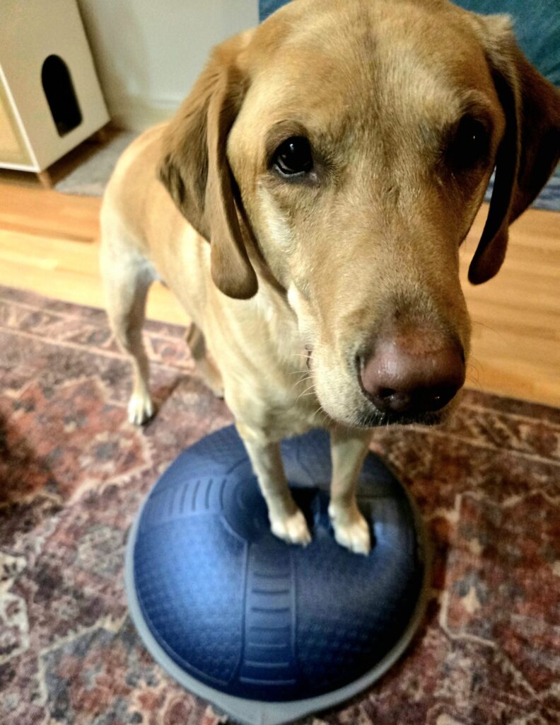 Yellow Labrador standing on a balance disc during rehabilitation exercises after surgery, part of advanced TPLO recovery essentials.