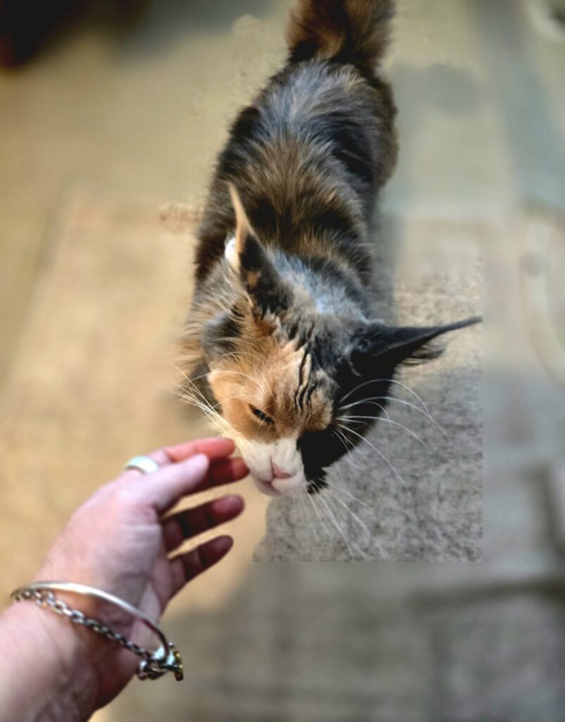 Penelope the Maine Coon cat sitting beside her owner while she works, initiating a quiet moment of connection