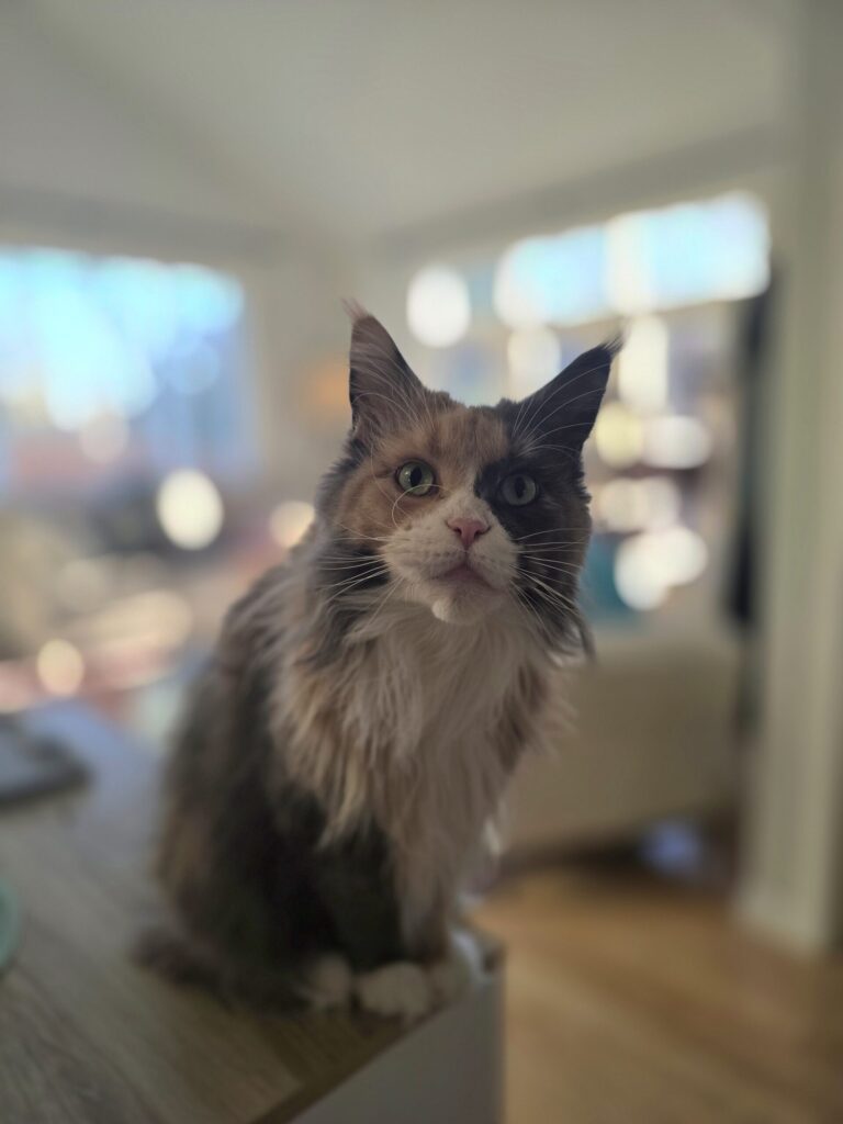Blue calico Maine Coon cat sitting in a softly lit room and making direct eye contact with her owner, showing quiet affection and connection.