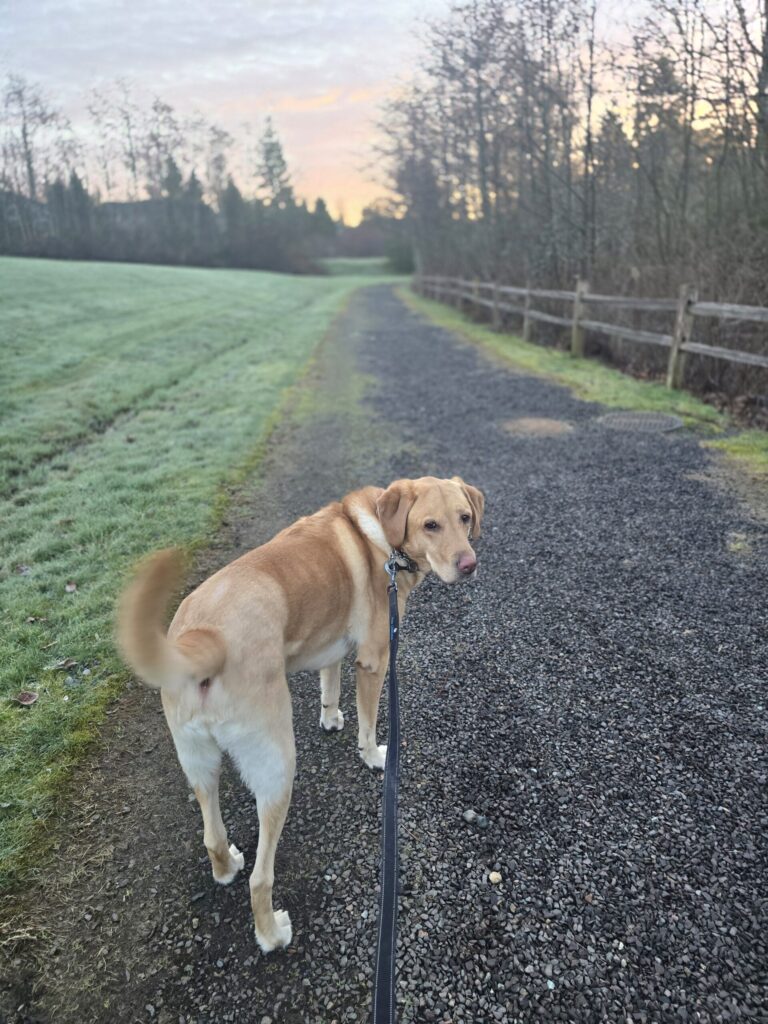 Yellow Labrador retriever looking back at his owner during a peaceful trail walk at sunrise, showing connection and shared activity.
