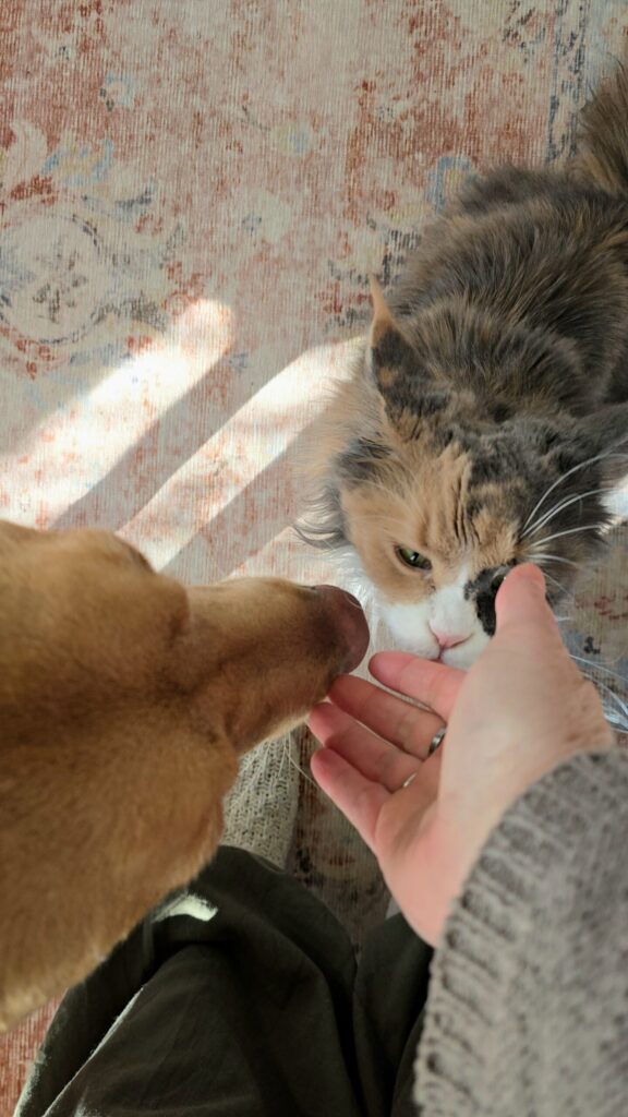 Labrador and Maine Coon cat approaching their owner’s open hand, showing mutual trust and connection.