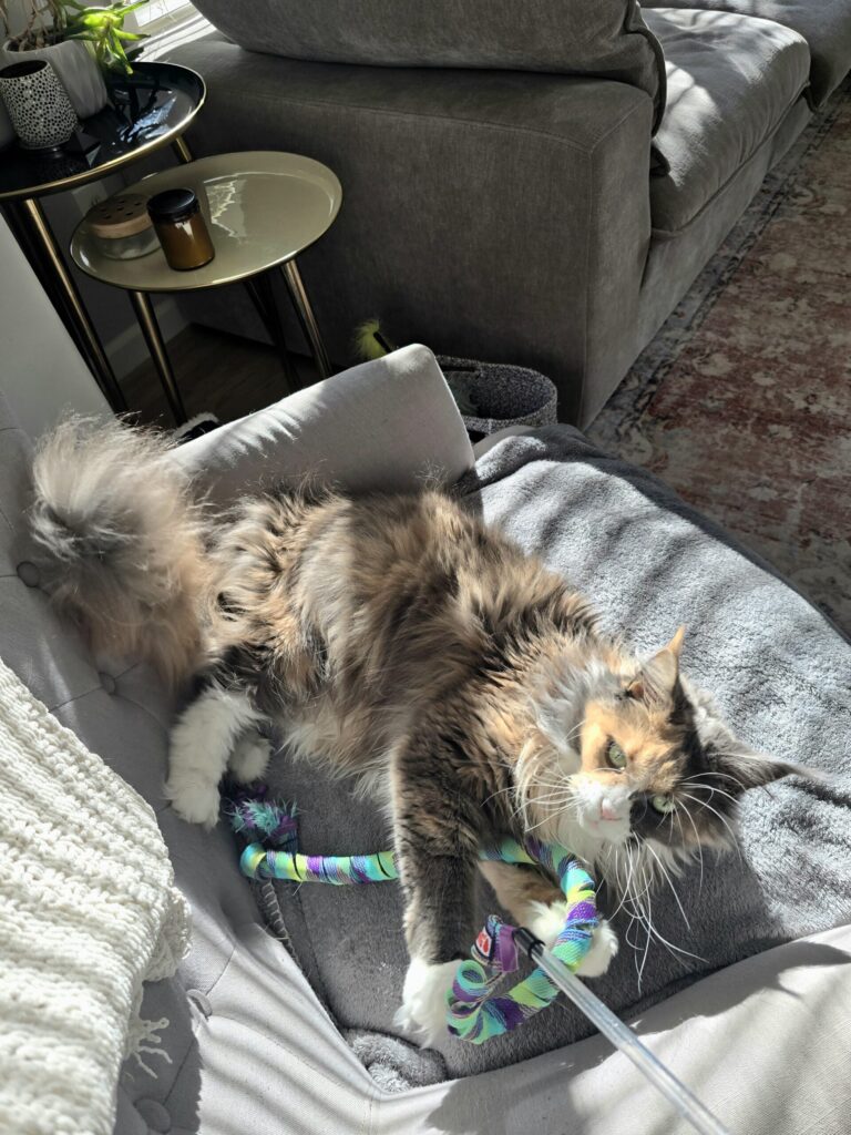 Maine Coon cat playing with a wand toy on a cozy couch in sunlight.