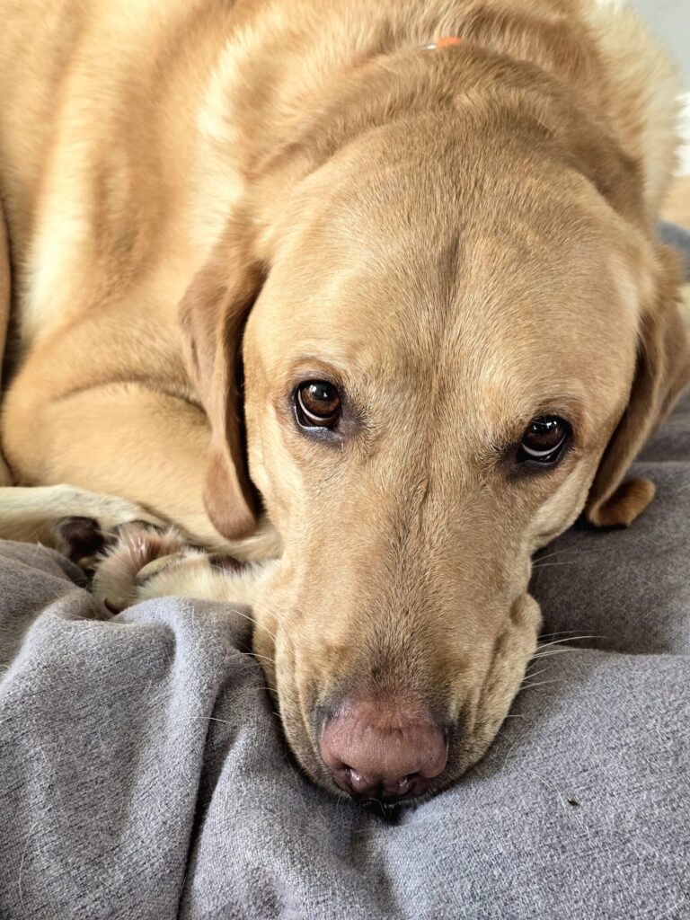 Yellow Labrador showing love through soft eye contact while resting calmly on a blanket indoors.