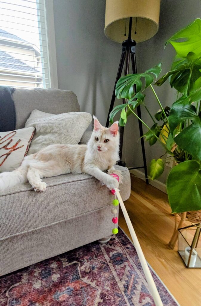 Luna the Maine Coon kitten playing on the couch during a quiet moment at home