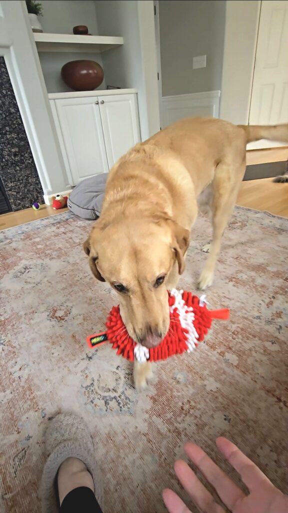 Yellow Labrador bringing a red toy to his owner indoors, showing shared activity and engagement as part of a dog’s love language.