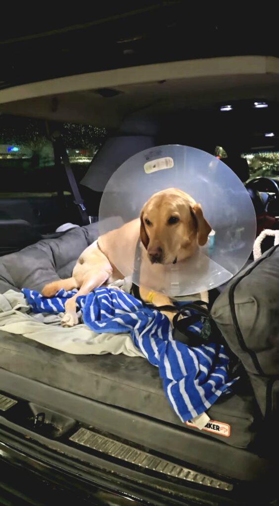 Yellow Labrador wearing a cone resting on a padded bed in the back of an SUV after surgery, part of TPLO recovery essentials when bringing your dog home.