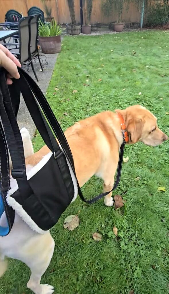 Dog supported with a rear sling during a supervised potty break, an important part of TPLO recovery essentials after surgery.