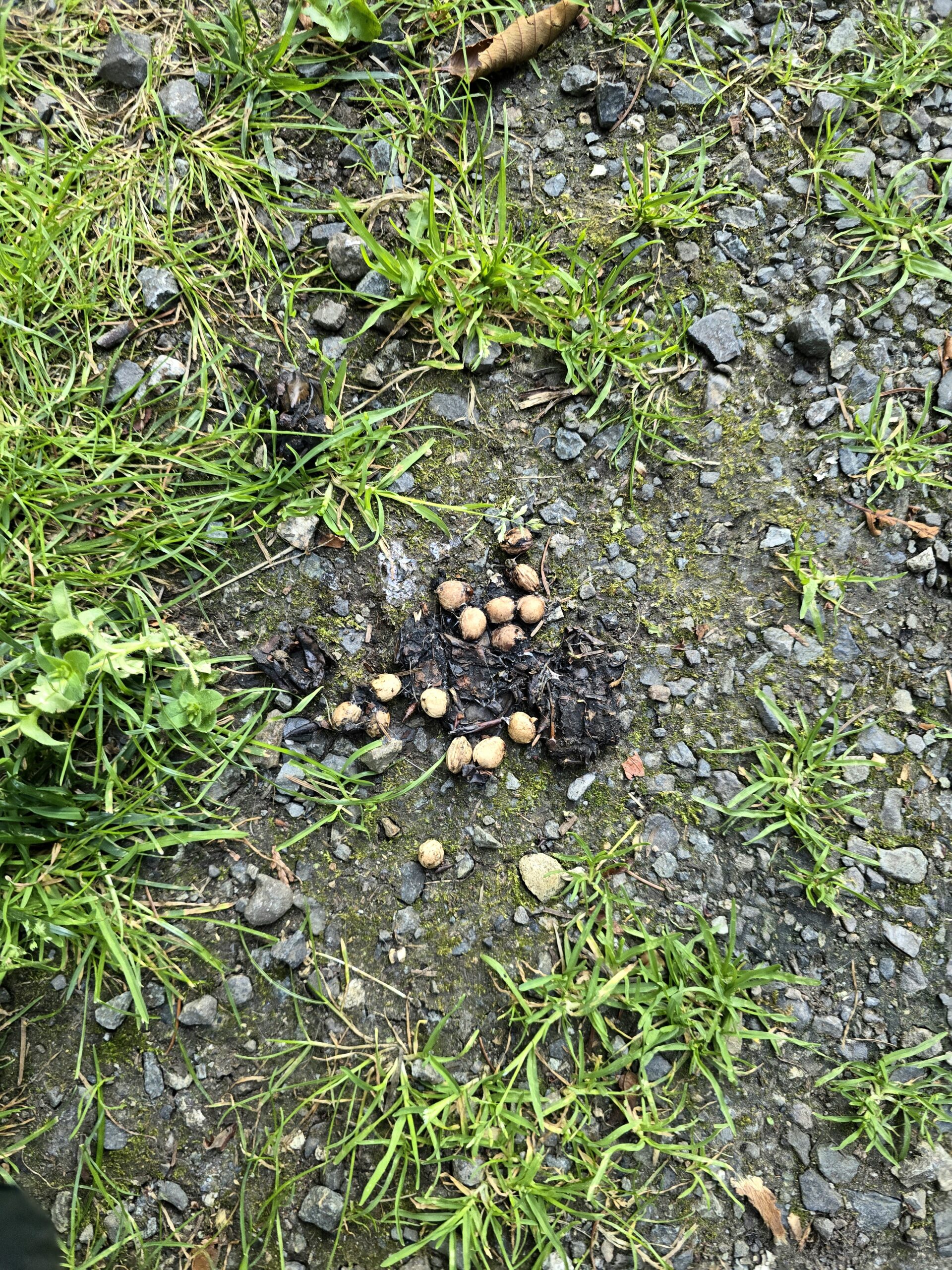 animal scat found on hiking trail indicating wildlife presence