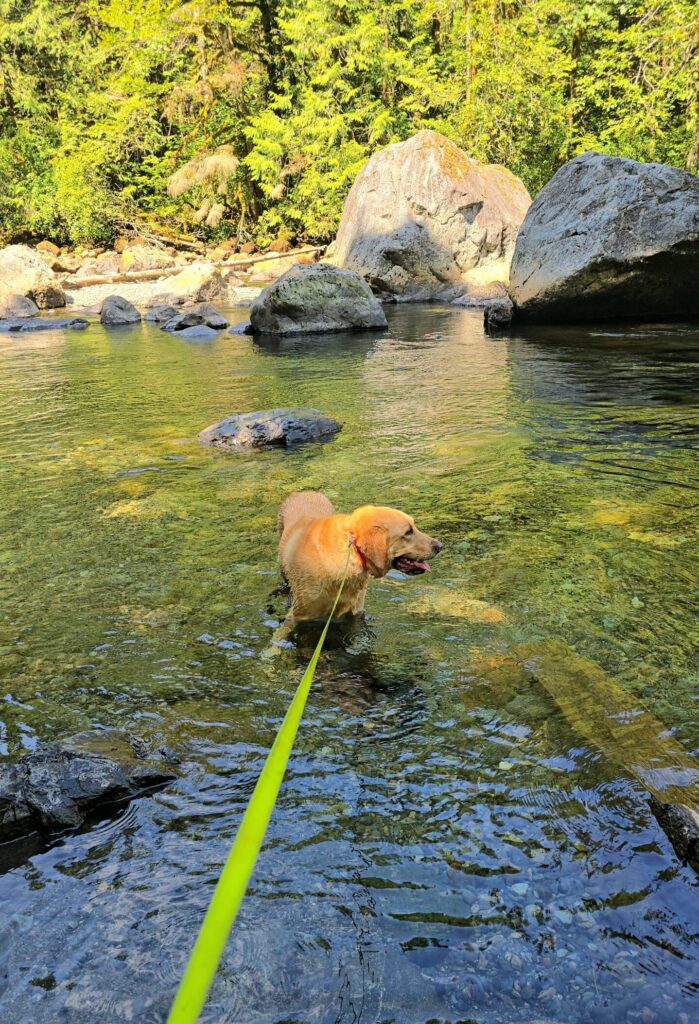 Dog standing in shallow stream during hike where dogs may drink from puddles or creeks