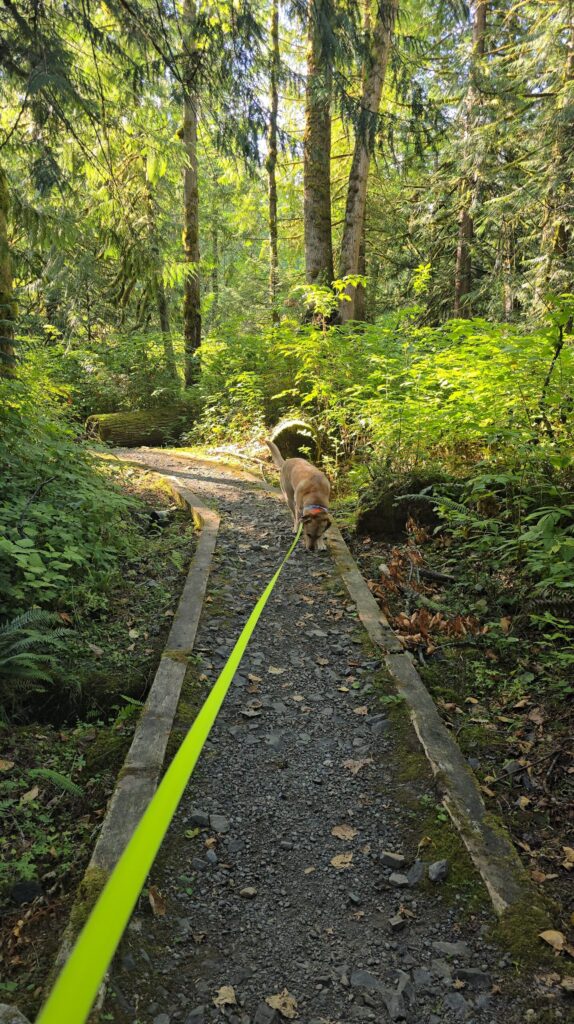 dog on leash hiking with dogs safely on a forest trail