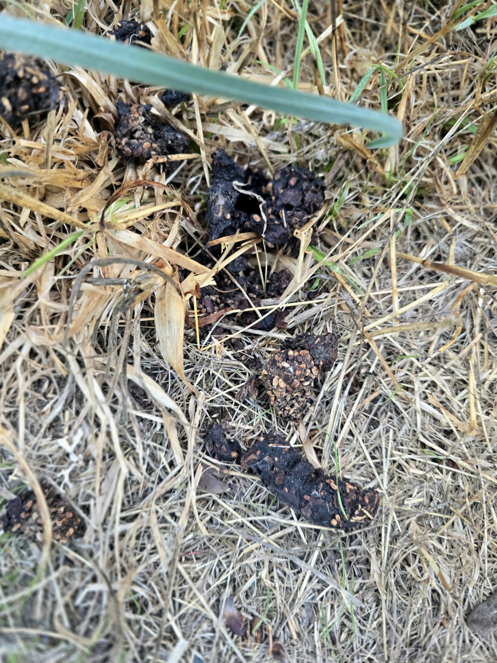 animal scat found on hiking trail indicating wildlife presence