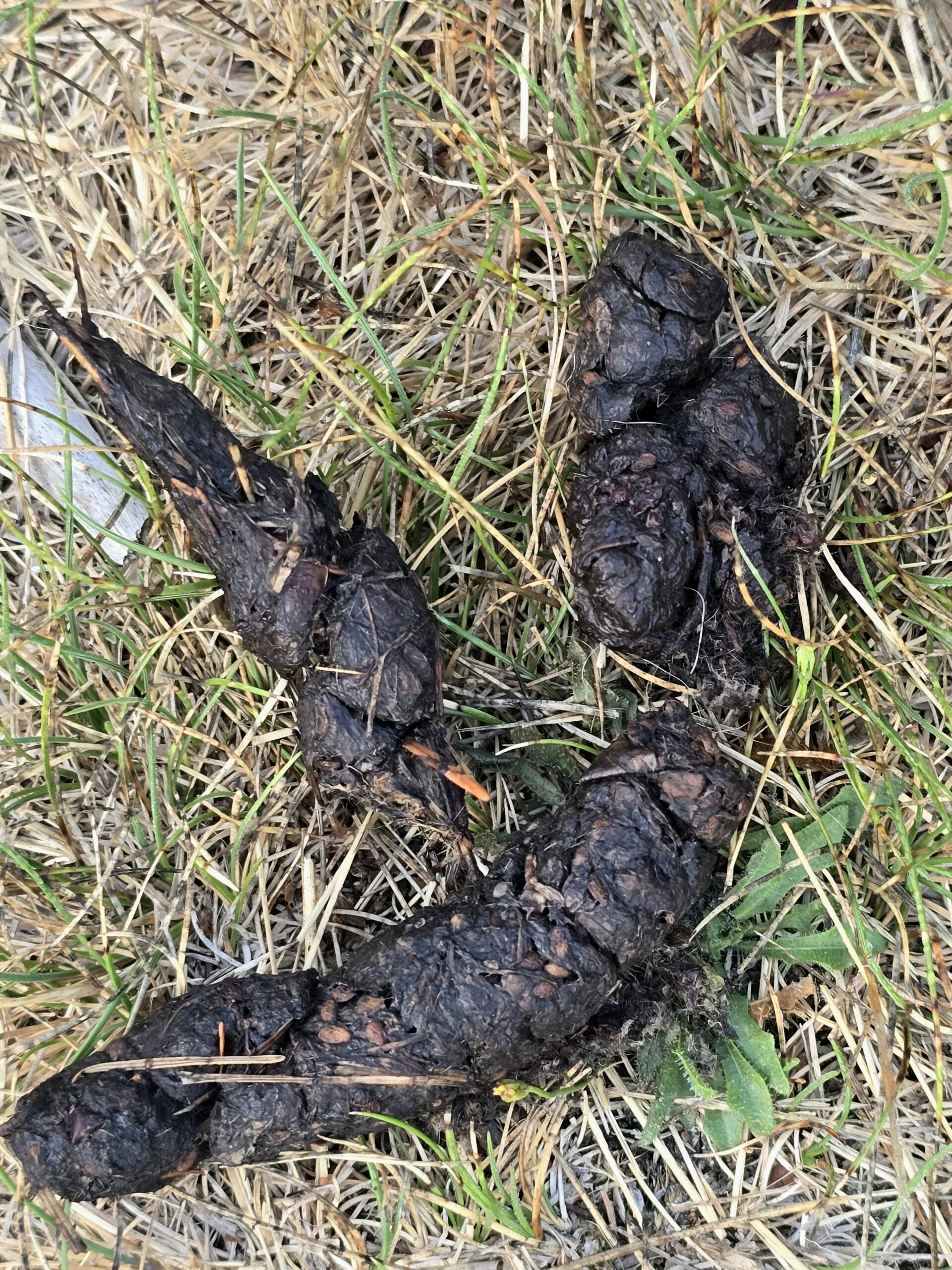 animal scat found on hiking trail indicating wildlife presence
