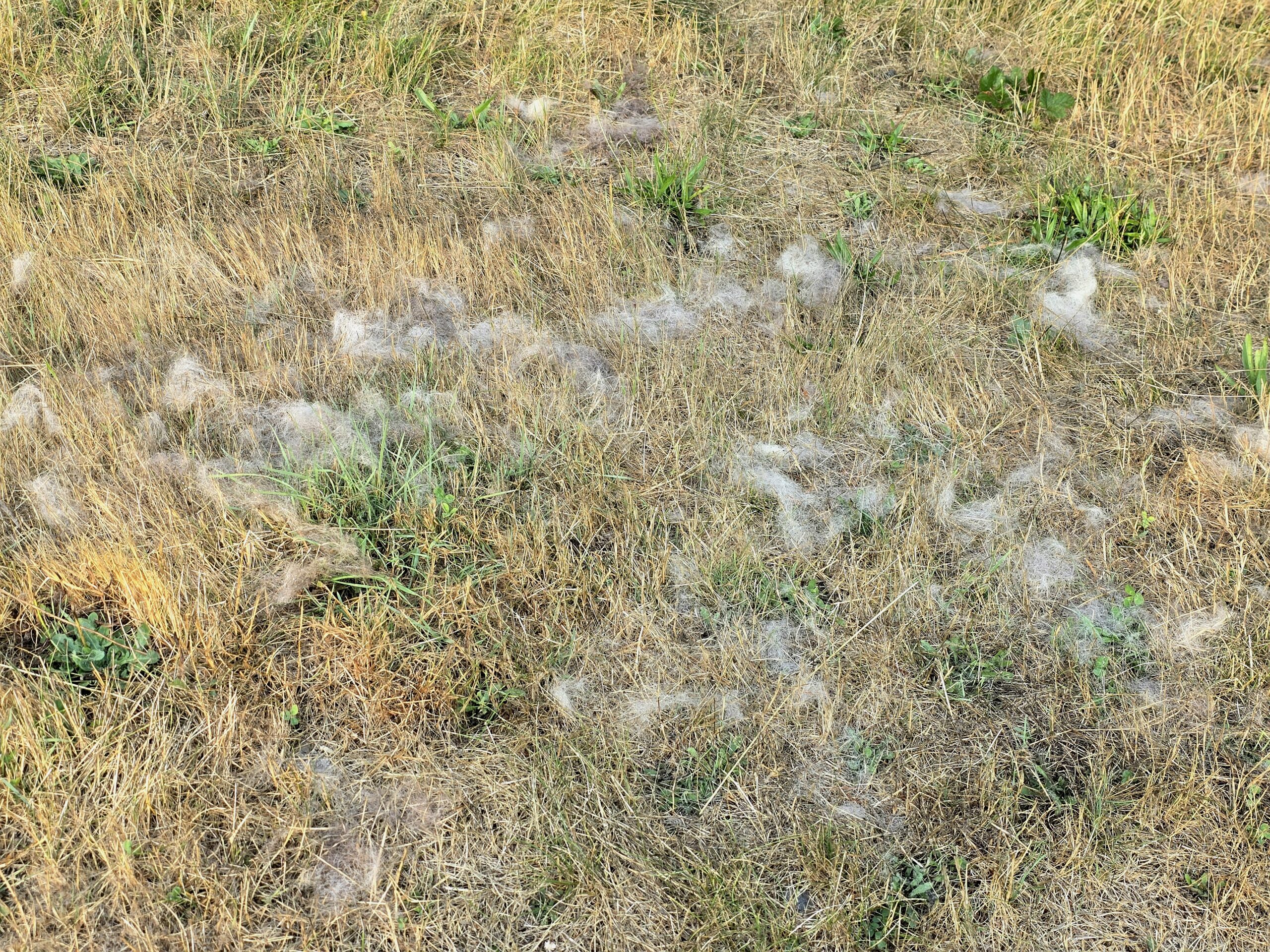 animal fur found on hiking trail showing signs of wildlife activity