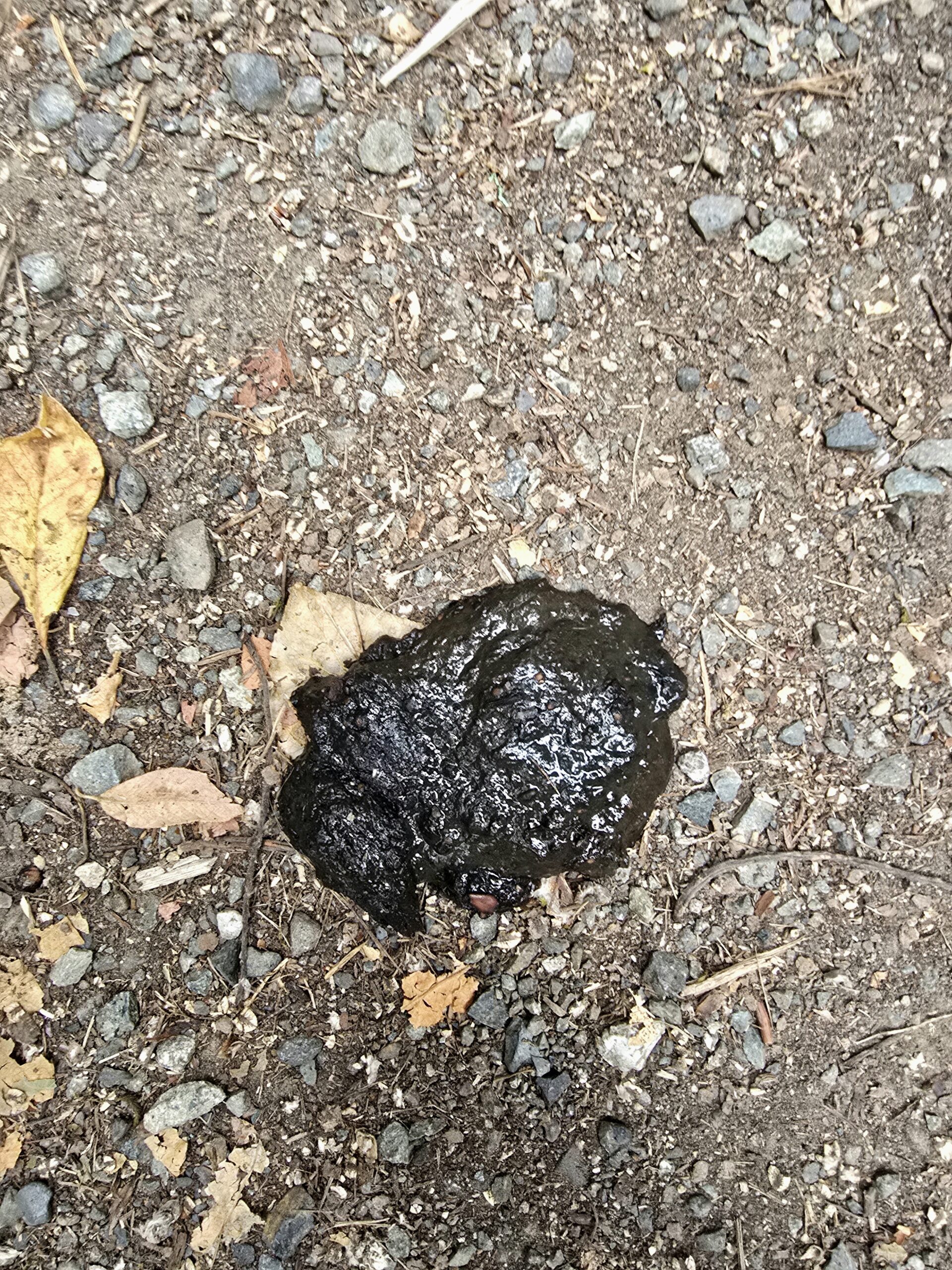 animal scat found on hiking trail indicating wildlife presence