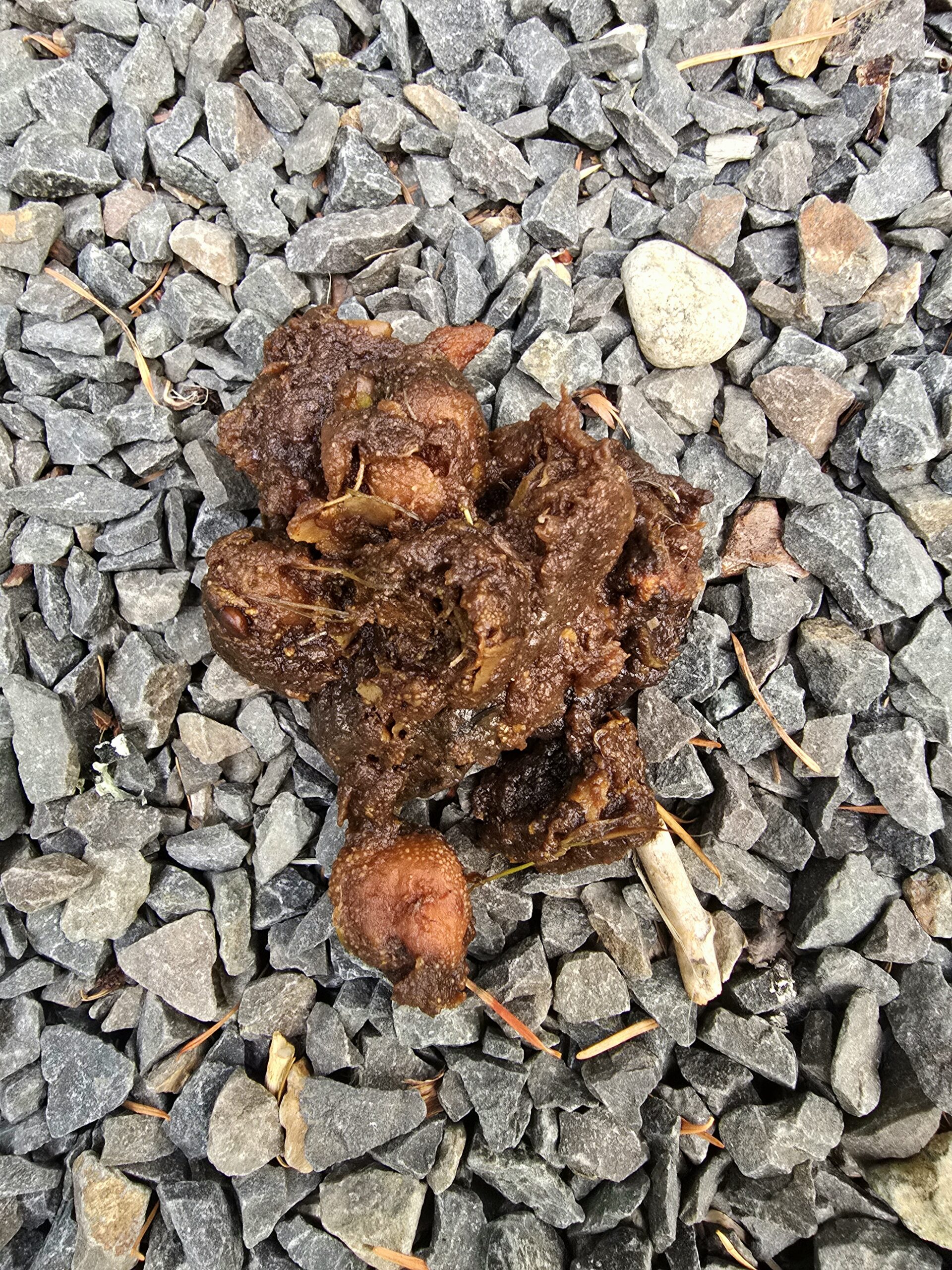 animal scat found on hiking trail indicating wildlife presence