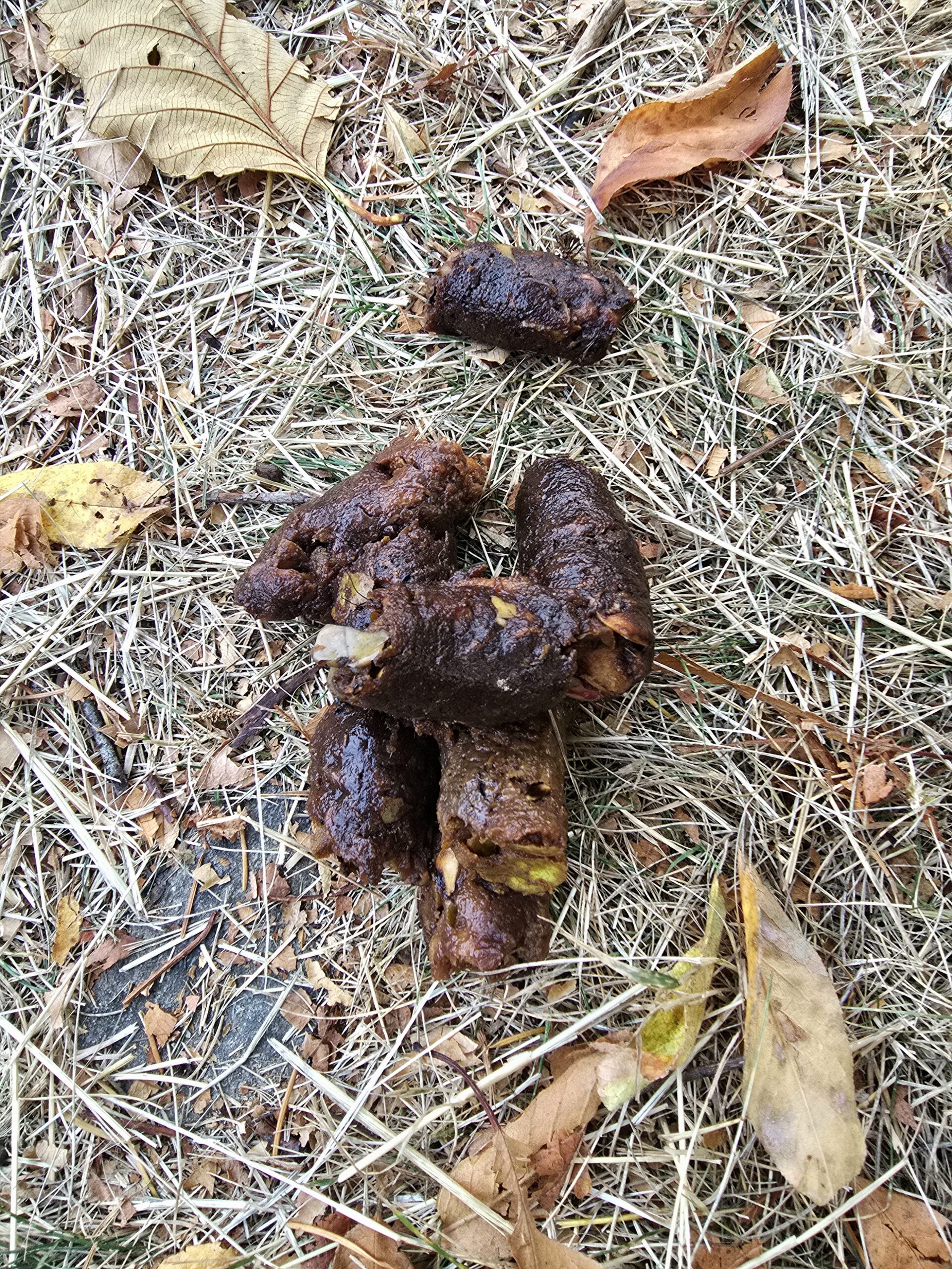 animal scat found on hiking trail indicating wildlife presence