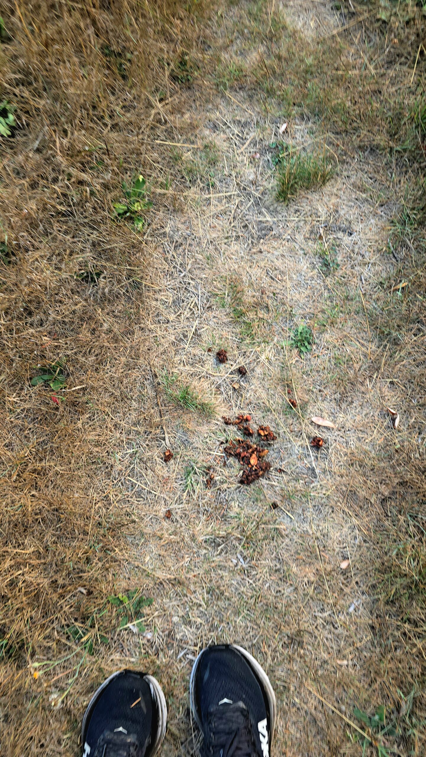 animal scat found on hiking trail indicating wildlife presence