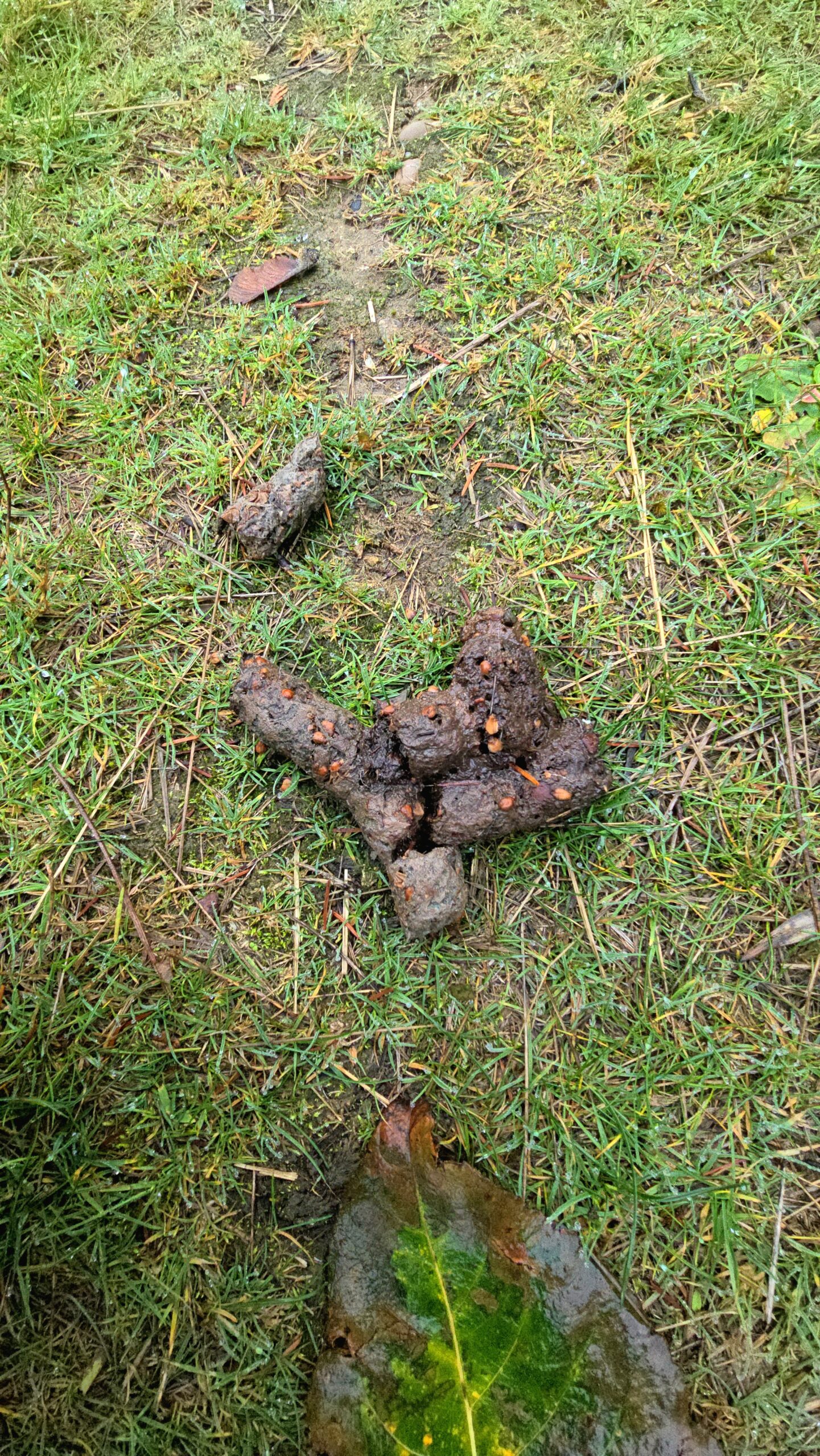animal scat found on hiking trail indicating wildlife presence