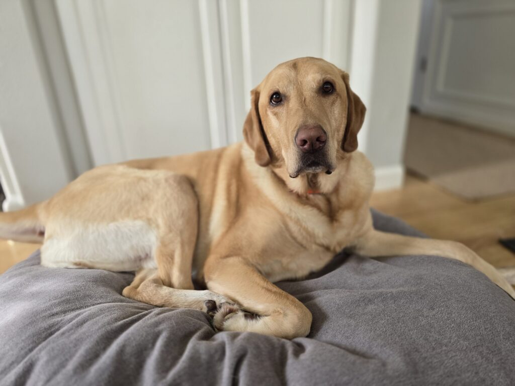 Boomer the yellow Labrador lying on his dog bed near the floor in the living room