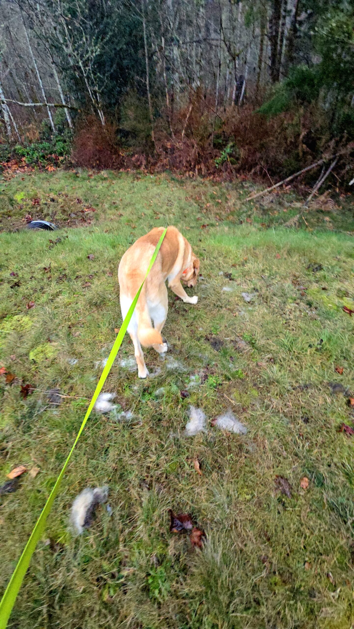 animal fur found on hiking trail showing signs of wildlife activity