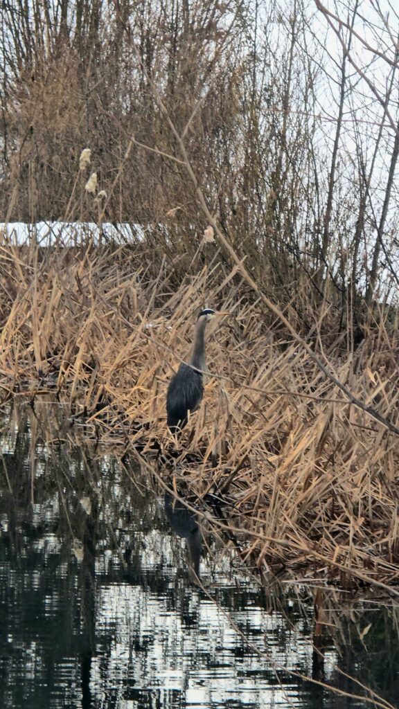 blue heron near water along hiking trail catching dog’s attention